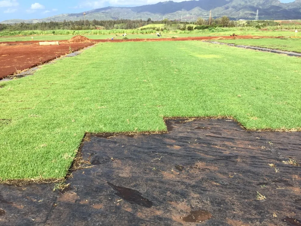 Reliable yard maintenance for residential properties in Mililani, HI by Hawaiian Turfgrass