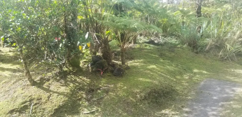 Trusted yard maintenance experts serving Keaau, HI - HawaiiRain Landscaping