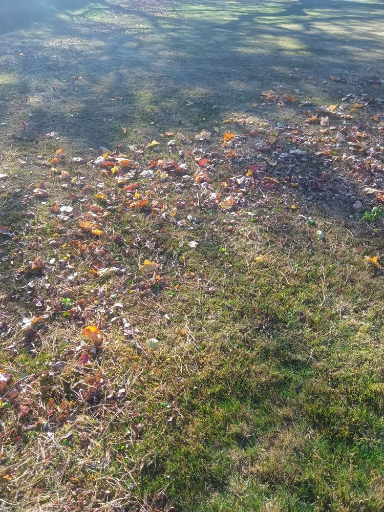 Reliable yard cleanup service experts serving Marshfield, MA - Hawk Landscape