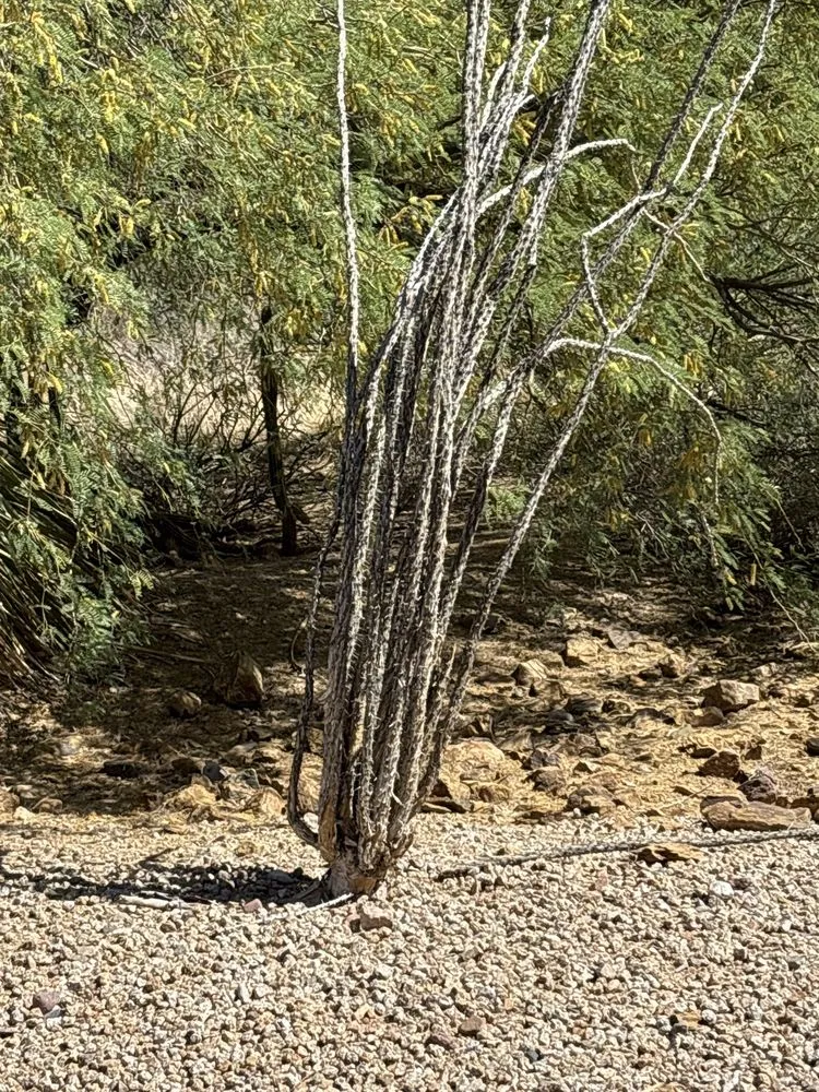 Top-rated outdoor landscaping with custom design across Phoenix, AZ - Hawkeye Landscaping