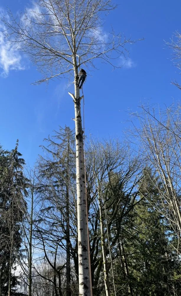 Professional yard cleanup service in Everett, WA by Hawks Landscaping