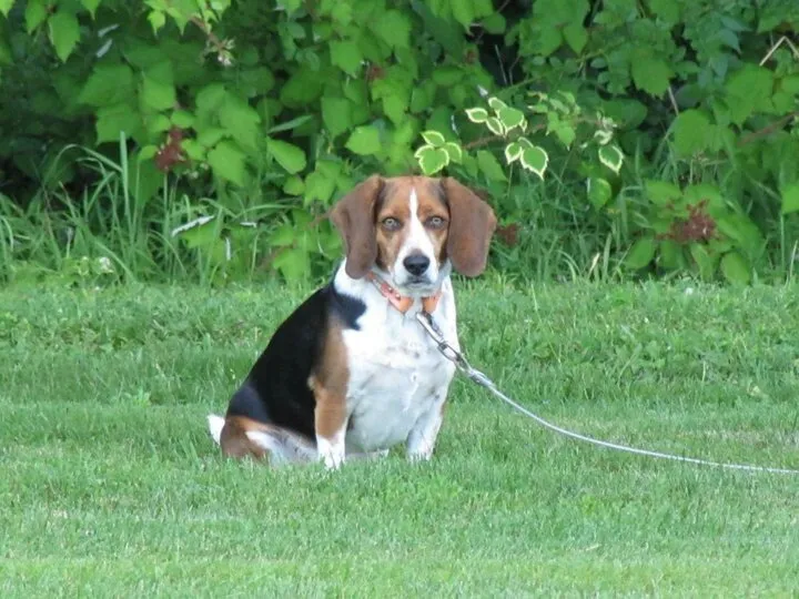 Local lawn mowing service experts serving Stroudsburg, PA - Hawk's Lawn & Garden Care