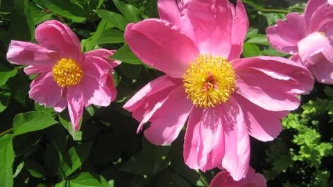 Affordable yard cleanup service for residential properties in Washington DC, DC by Hawthorne Garden Design