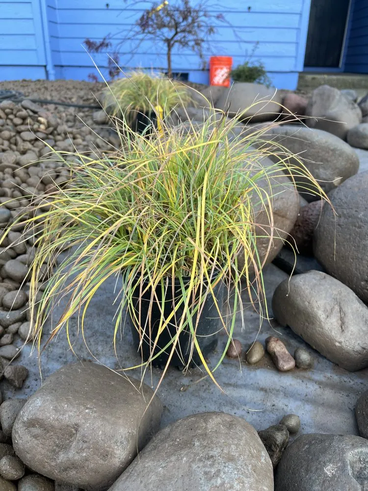 Top-rated lawn mowing service near you in Williams, OR by Hawthorne Landscaping NW