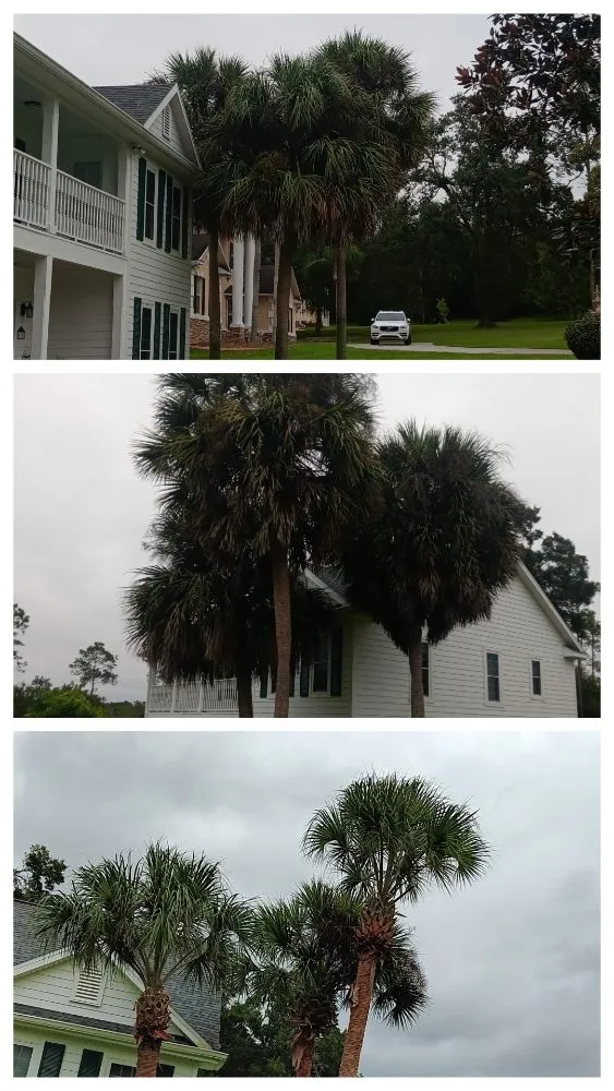 Expert yard cleanup service for beautiful yards across San Antonio, FL - Hayah Creations