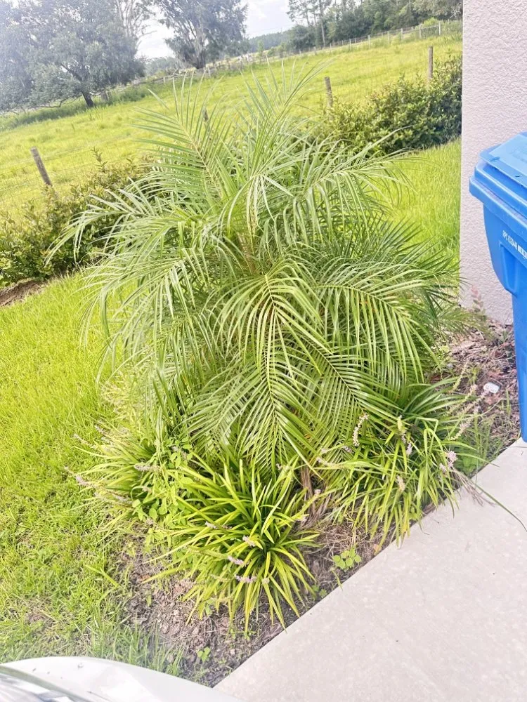 Reliable landscaping services near you in San Antonio, FL by Hayah Creations