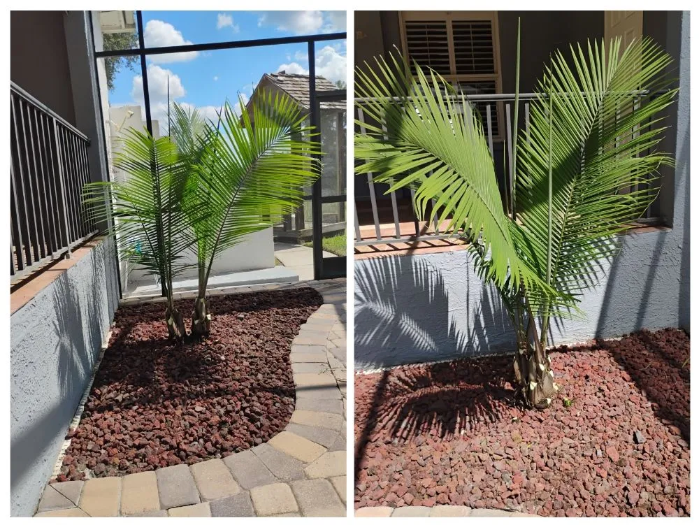Reliable landscaping services near you in San Antonio, FL by Hayah Creations