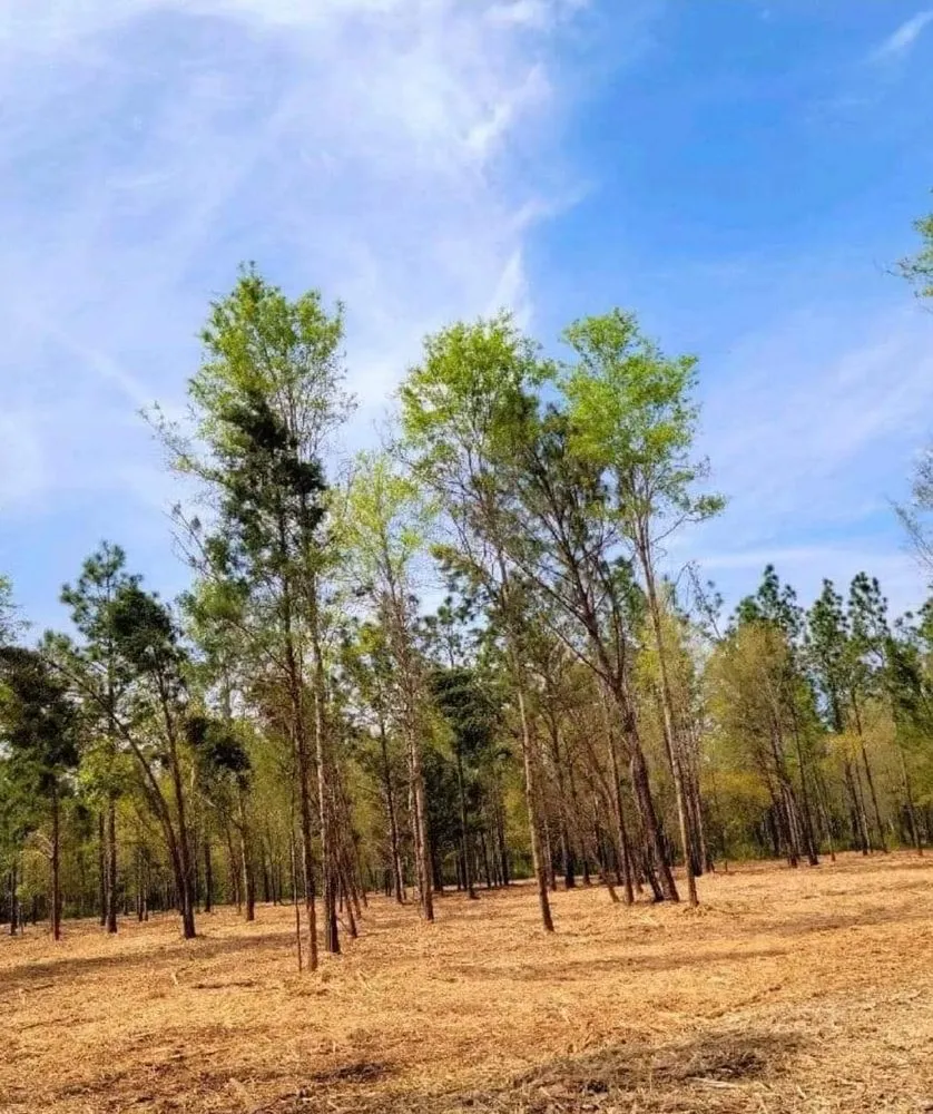 Top-rated landscape design for beautiful yards in Spanish Fort, AL by Haycox Clearing and Mulching