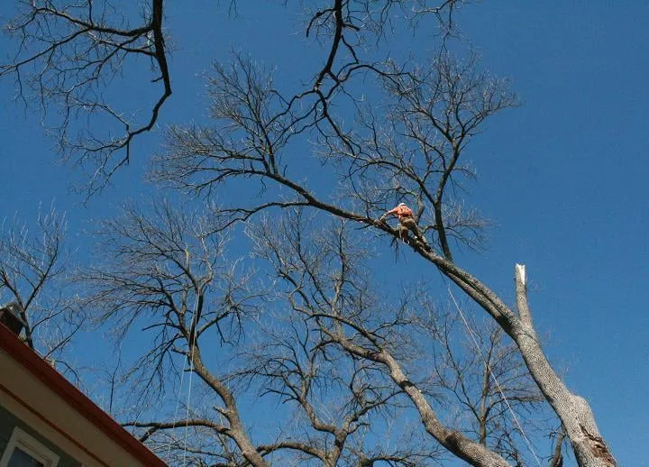 Top-rated yard cleanup service in Lynchburg, VA by Hayden Tree & Landscape Services