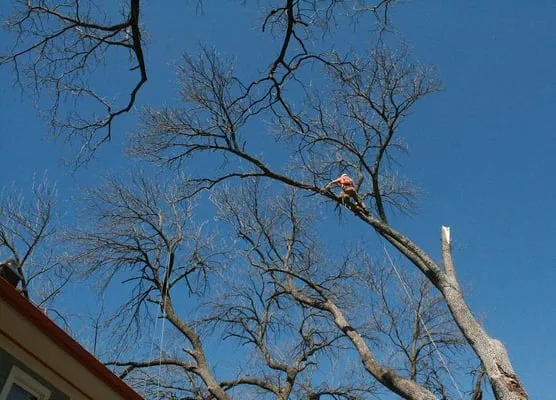 Hayden Tree & Landscape Services Logo