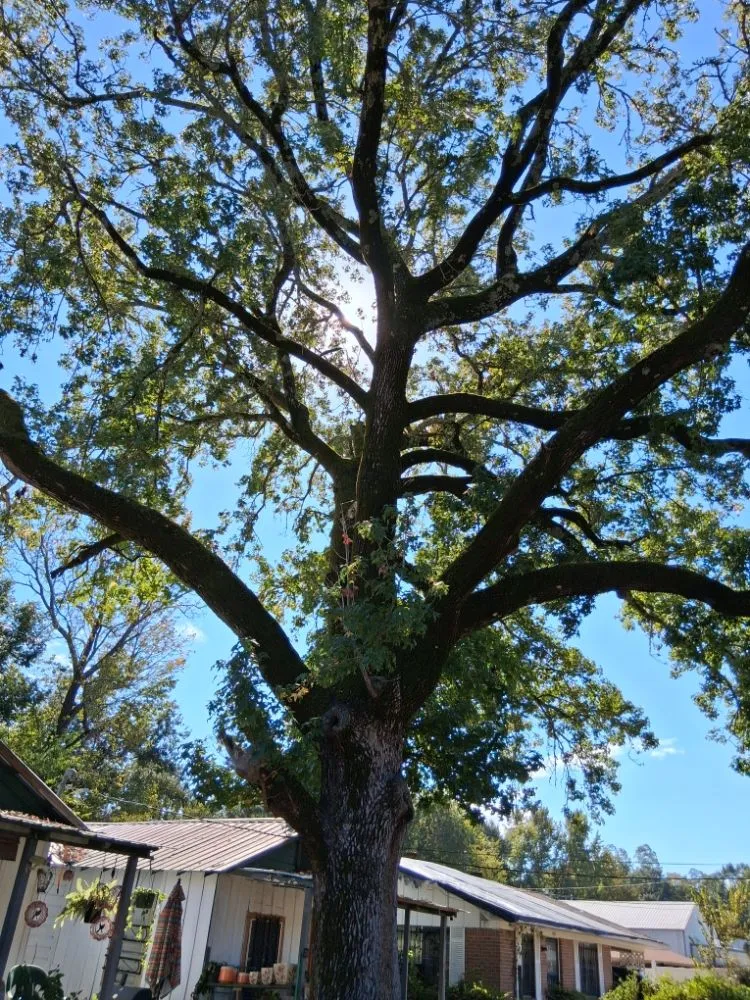 Professional landscape design in natchitoches, LA by Hayes Lawn Service and Landscaping Maintenance.