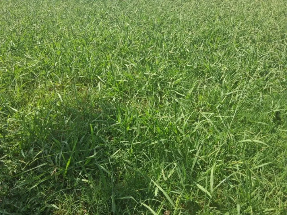 Professional lawn care service in natchitoches, LA - Hayes Lawn Service and Landscaping Maintenance.