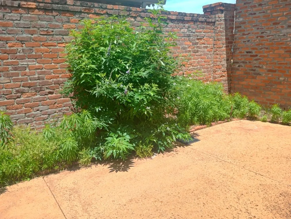 Affordable garden landscaping experts serving natchitoches, LA - Hayes Lawn Service and Landscaping Maintenance.