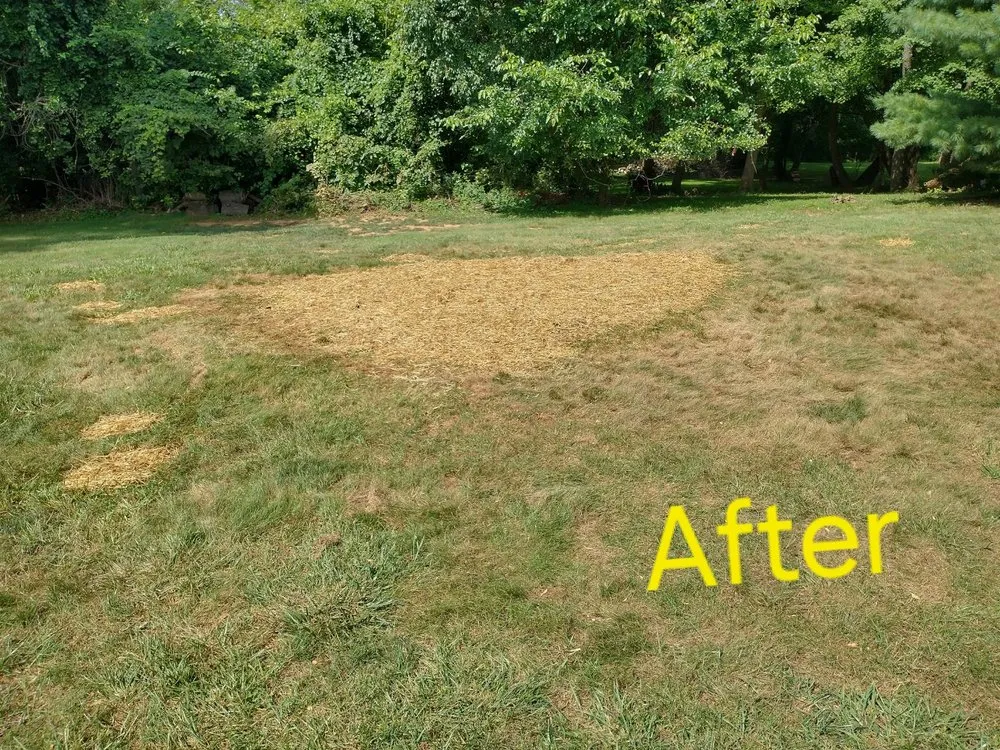 Professional yard maintenance in North East, MD by Hayes Tree Service