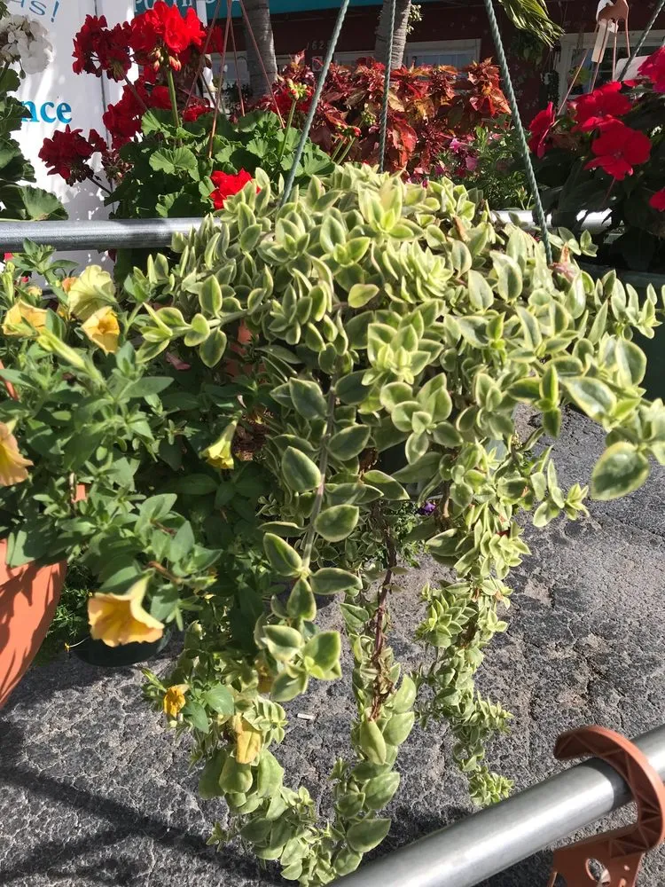 Reliable landscape design in Largo, FL - Haynor's Garden Design