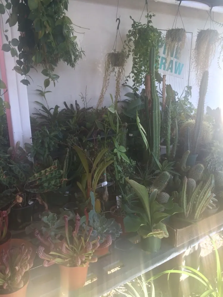 Local yard maintenance experts serving Largo, FL - Haynor's Garden Design