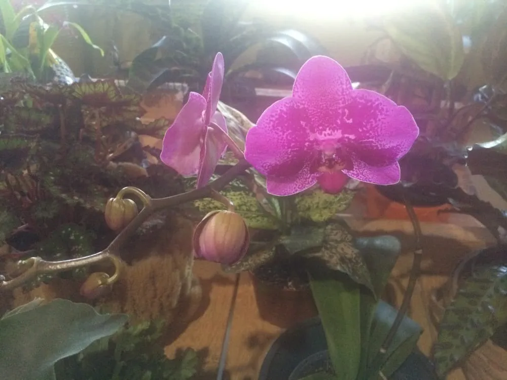 Professional outdoor landscaping for residential properties in Largo, FL by Haynor's Garden Design