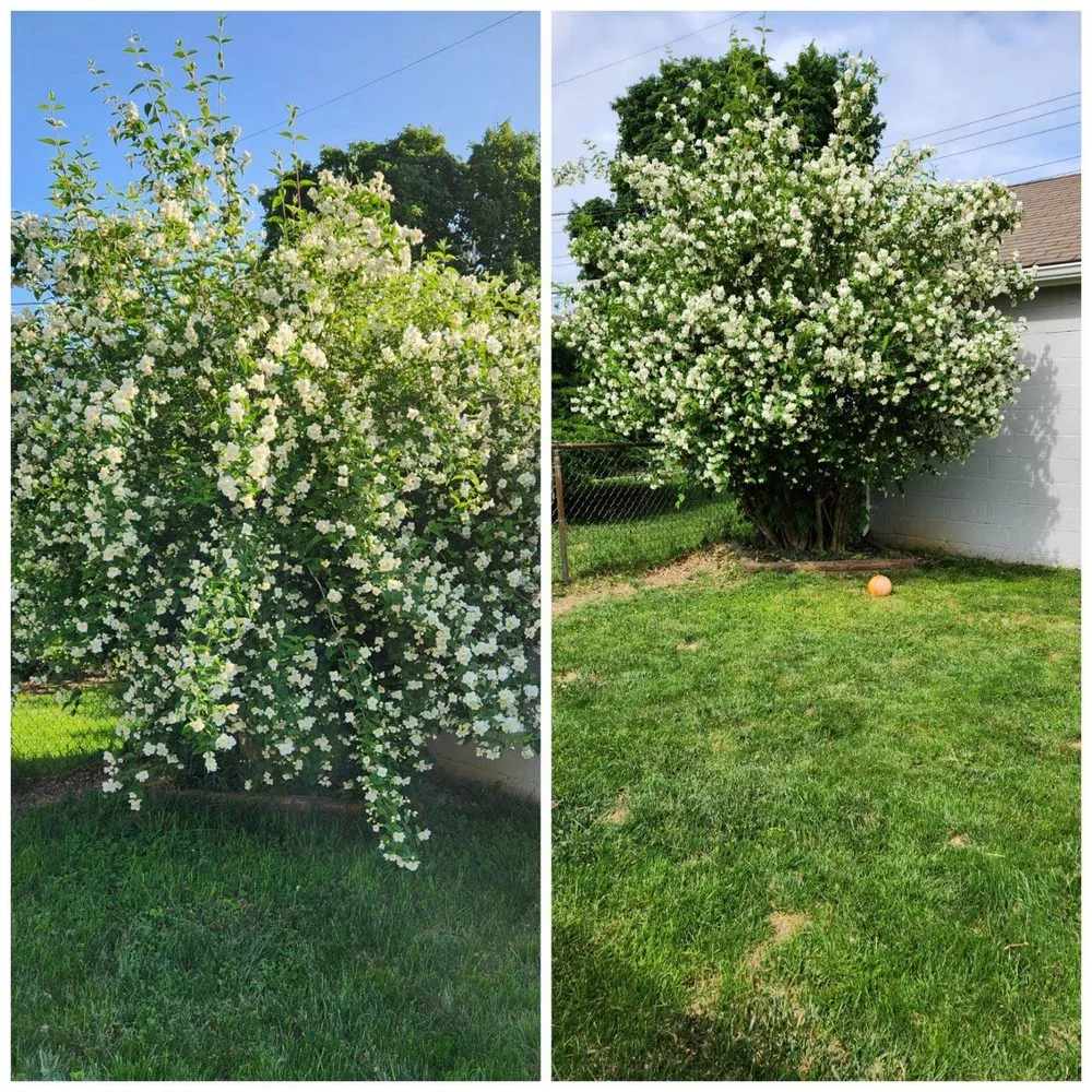 Local yard cleanup service for outdoor upgrades in Columbus, OH by Haystax Handyman Services