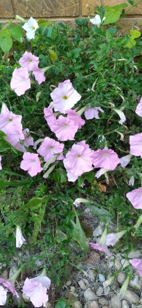 Custom landscape design experts serving Waynesville, NC - Haywood Lawncare