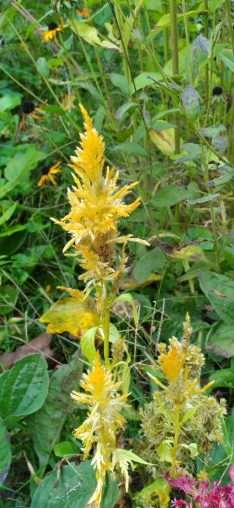 Expert garden landscaping in Waynesville, NC by Haywood Lawncare