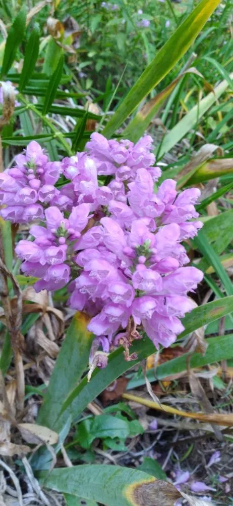 Expert residential landscaping in Waynesville, NC by Haywood Lawncare