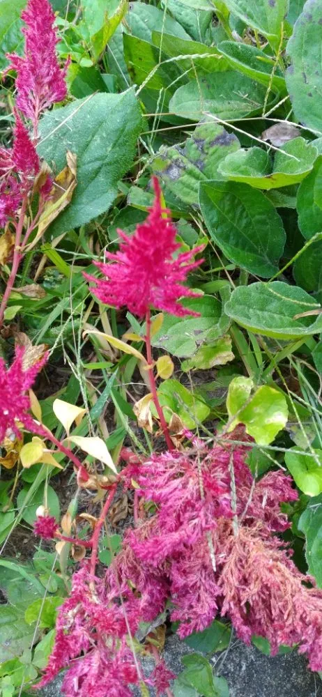 Top-rated yard maintenance experts serving Waynesville, NC - Haywood Lawncare