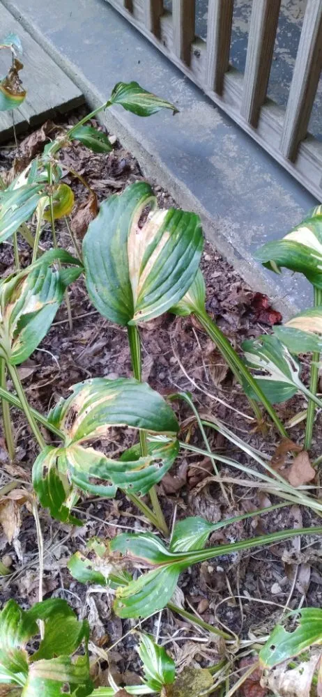 Professional landscape installation experts serving Waynesville, NC - Haywood Lawncare