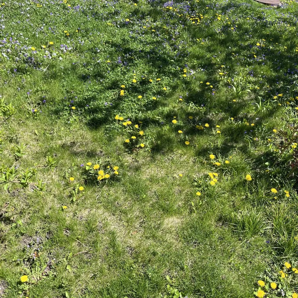 Reliable landscaping services experts serving Chicago, IL - Haze Maintenance And Landscaping