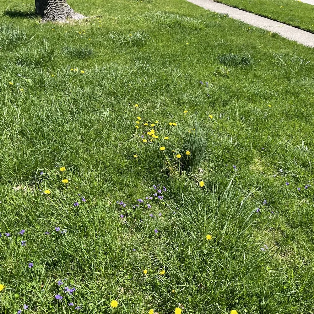 Affordable residential landscaping experts serving Chicago, IL - Haze Maintenance And Landscaping