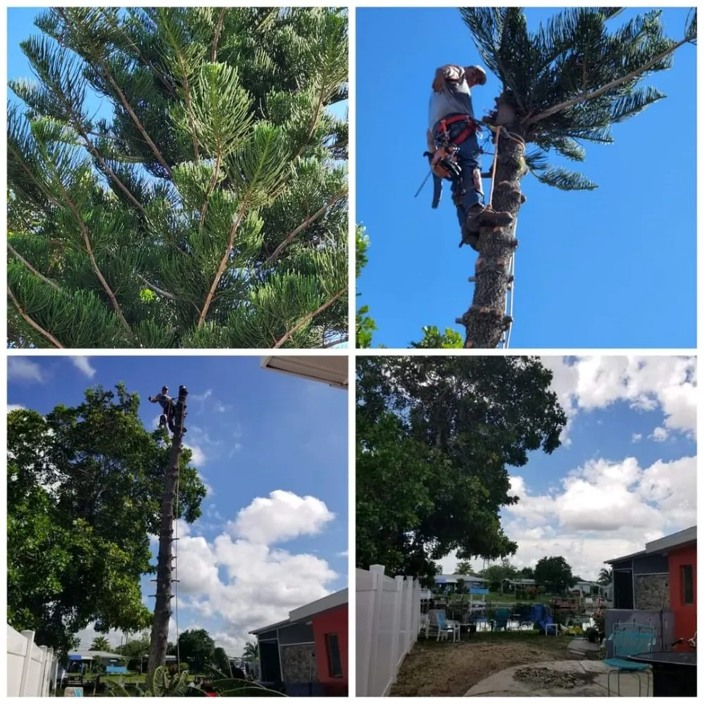 Professional landscape design in Arcadia, FL by HB Lawn and Tree