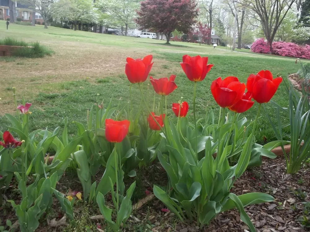 Top-rated lawn care service in Huntsville, AL - HBA Landscaping