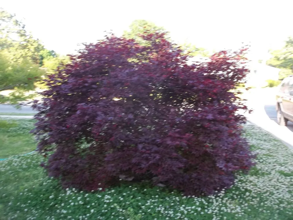 Expert yard cleanup service in Huntsville, AL by HBA Landscaping