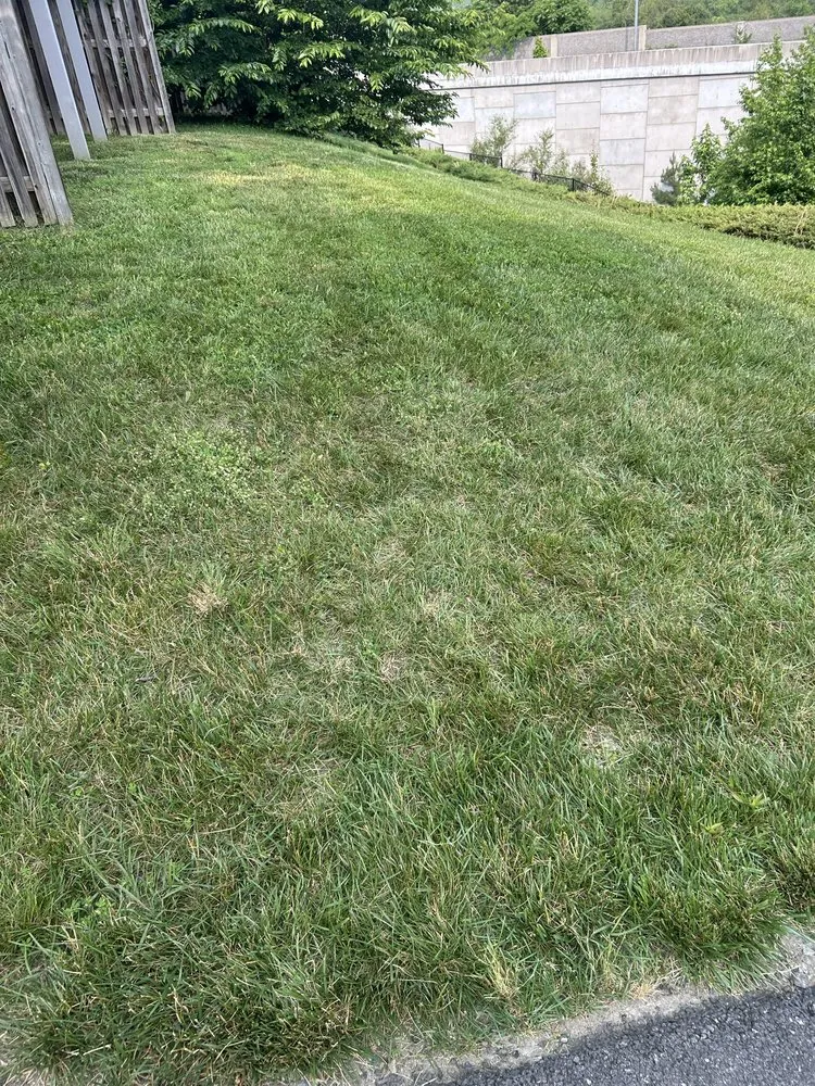 Affordable yard cleanup service for homes in Fredericksburg, VA by H&C Services