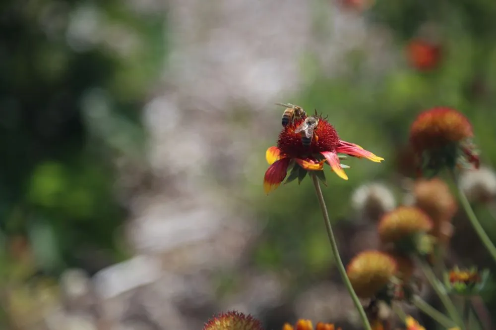 Expert landscaping services in Denver, CO - HD Landscape