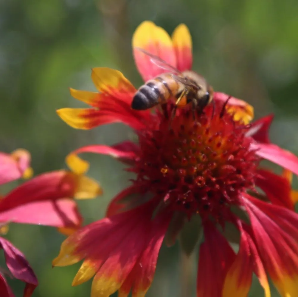 Affordable lawn mowing service in Denver, CO - HD Landscape