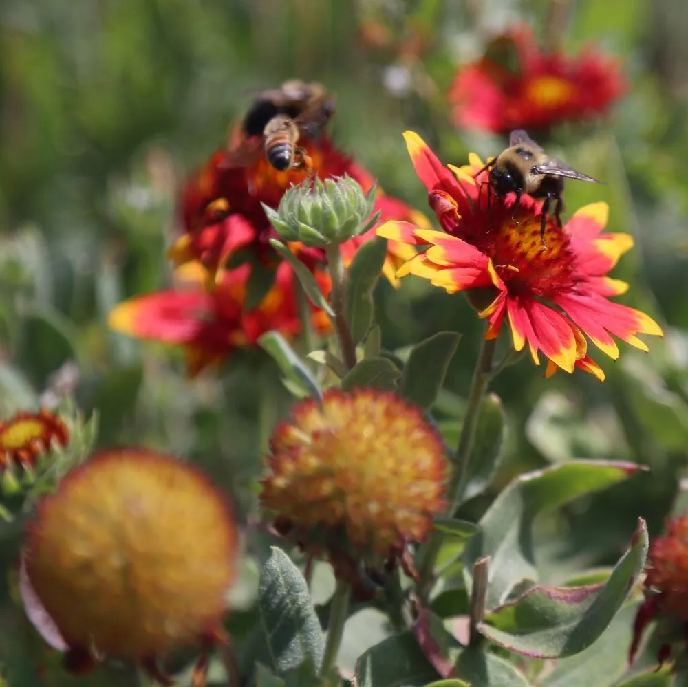 Top-rated landscape design for outdoor upgrades across Denver, CO - HD Landscape