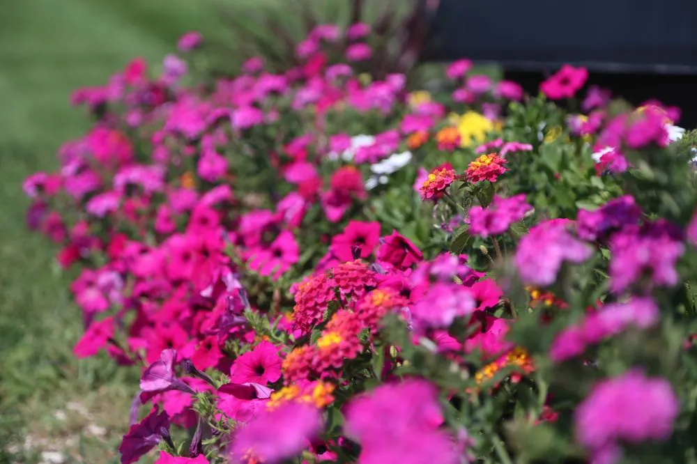 Trusted landscaping services in Denver, CO by HD Landscape