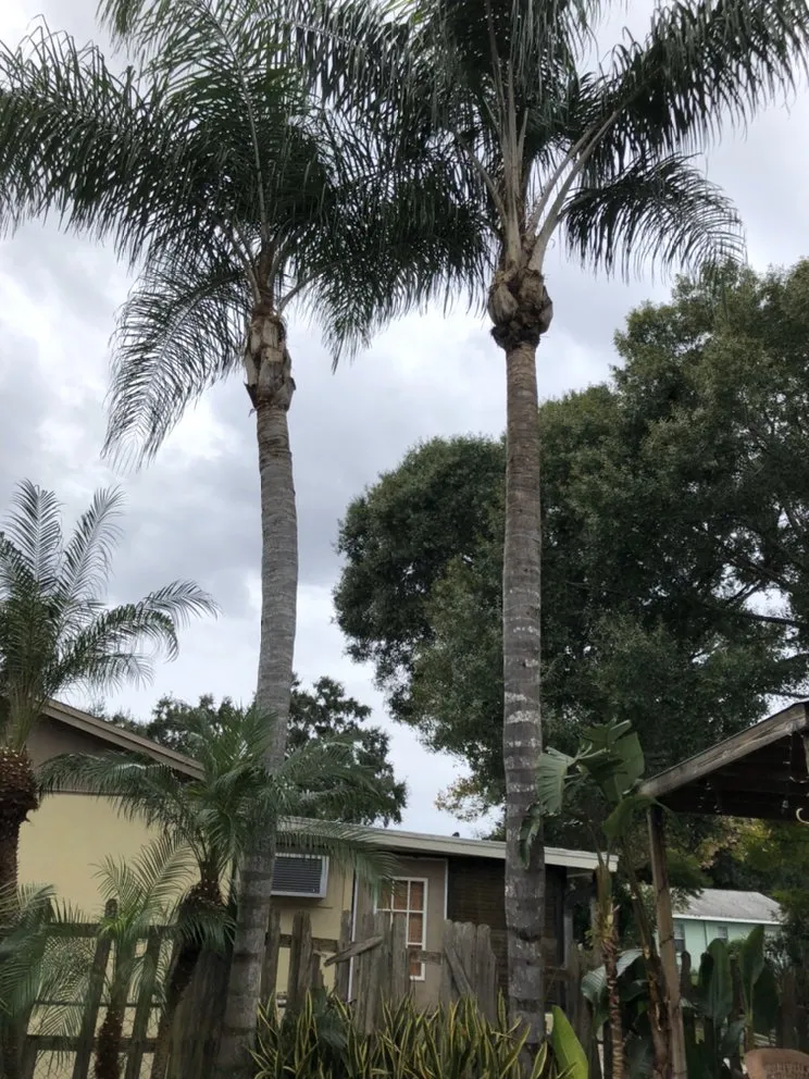 Local yard maintenance in Tampa, FL by HD Landscaping - Tampa