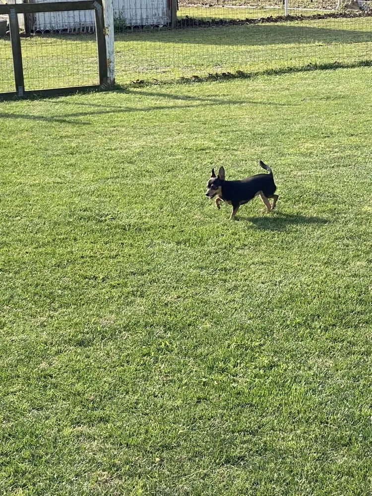 Trusted yard maintenance near you across Conway, SC - HD Lawn Care