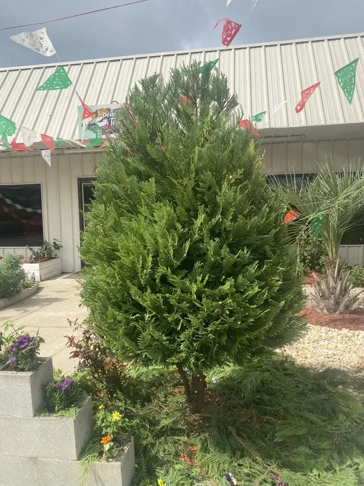 Professional landscape installation in Conway, SC by HD Lawn Care