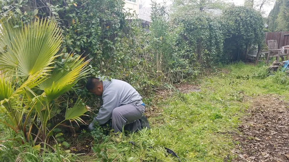 Custom yard cleanup service for beautiful yards across Citrus Heights, CA - HD Lawn Care Sprinkler Repair