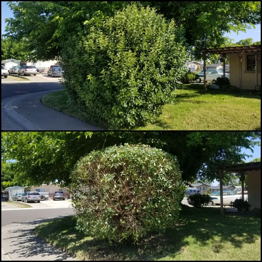 Custom landscaping services near you in Citrus Heights, CA by HD Lawn Care Sprinkler Repair