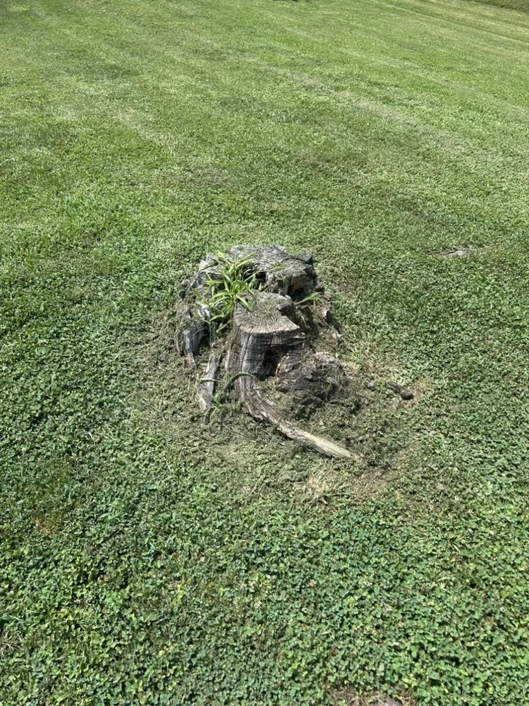 Trusted residential landscaping for year-round maintenance across Dobson, NC - H&D Services