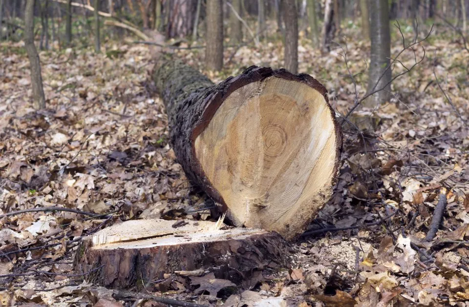 Local yard cleanup service experts serving Wyandotte, MI - HD Stump Grinding