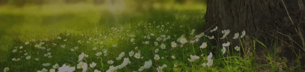 Professional yard maintenance for homes across Wyandotte, MI - HD Stump Grinding