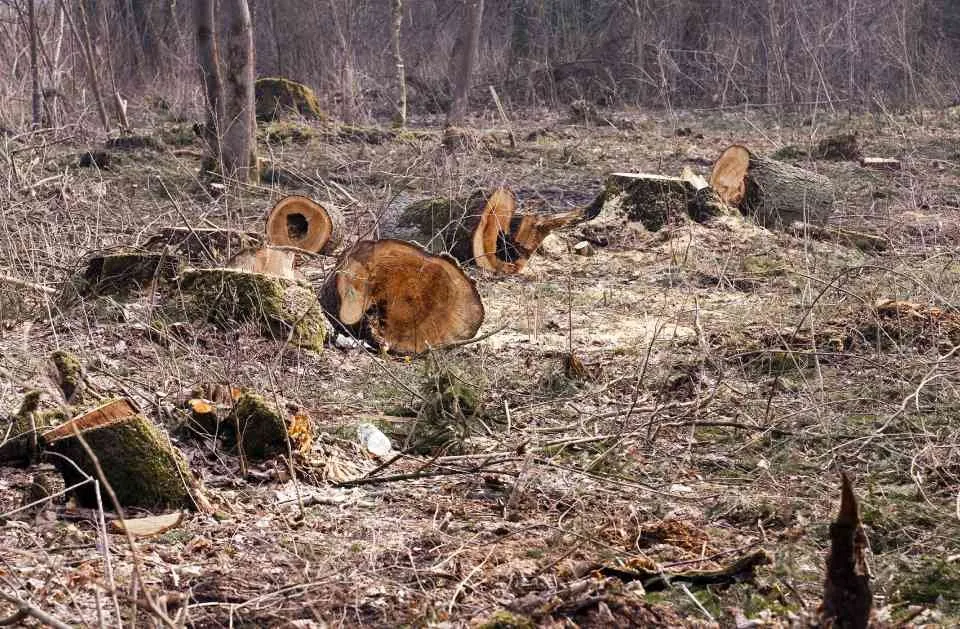 Expert landscaping services in Wyandotte, MI by HD Stump Grinding