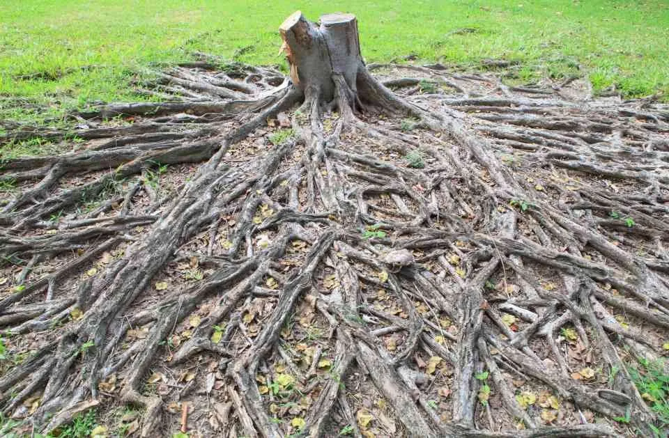 Professional lawn mowing service for year-round maintenance across Wyandotte, MI - HD Stump Grinding