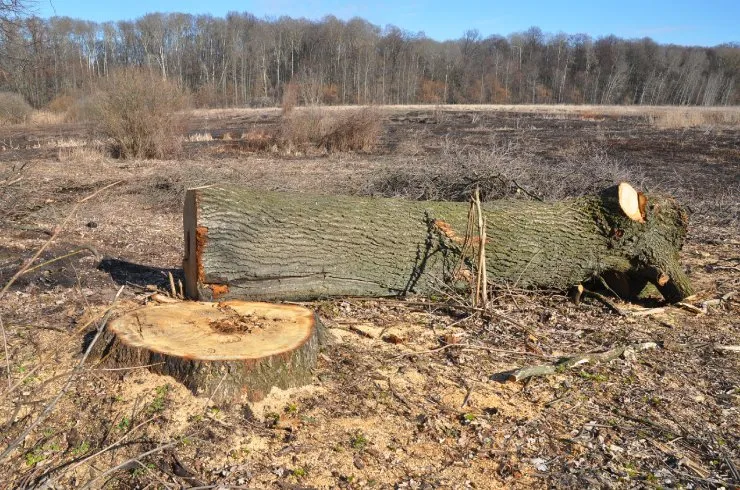 Professional landscape design for homes across Wyandotte, MI - HD Stump Grinding