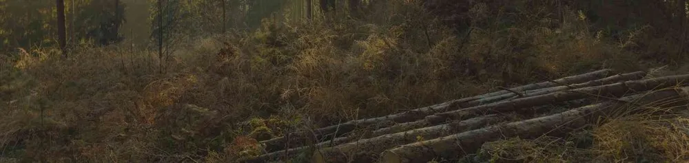 Local lawn mowing service in Wyandotte, MI by HD Stump Grinding