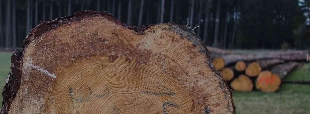 Local residential landscaping for beautiful yards in Wyandotte, MI by HD Stump Grinding